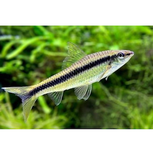 Products: Crossocheilus siamensis/SAE Hollywood Fish Farm Online