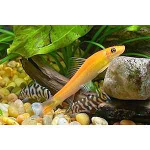 Products: Chinese Algae Eater Gold Hollywood Fish Farm Online