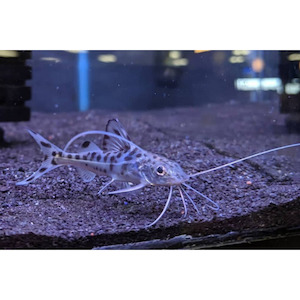 Products: Pictus Catfish Hollywood Fish Farm Online