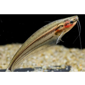 Products: Glass Catfish Malayan Hollywood Fish Farm Online