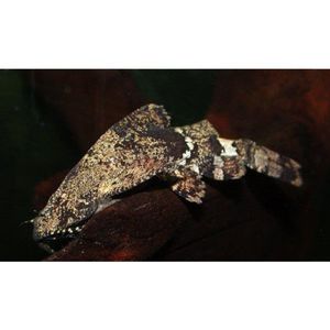 Products: Elongated Moth Catfish Hollywood Fish Farm Online