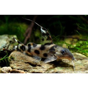 Synodontis Decorus Hollywood Fish Farm Online