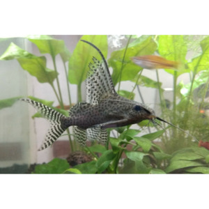 Synodontis Featherfin Hollywood Fish Farm Online