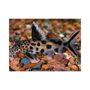 Products: Synodontis Cuckoo Hollywood Fish Farm Online