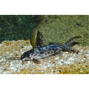 Synodontis Alberti Hollywood Fish Farm Online