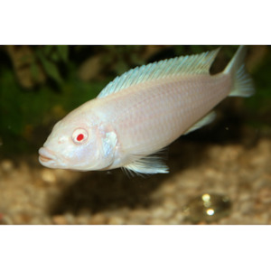 Products: Albino Zebra Rift Lake Cichlid Hollywood Fish Farm Online