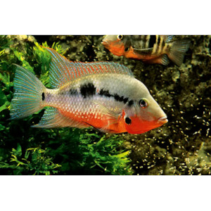 Products: Firemouth Cichlid Hollywood Fish Farm Online