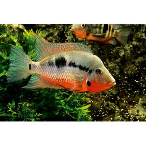 Products: Firemouth Cichlid Hollywood Fish Farm Online