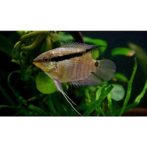 Festivum Flag Cichlid Hollywood Fish Farm Online