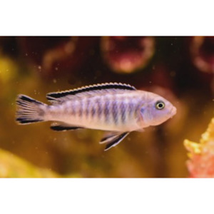 PS Elongatus Rift Lake Cichlid Hollywood Fish Farm Online