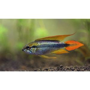 Apistogramma Agassizii 'Double Red' Dwarf Cichlid Hollywood Fish Farm Online