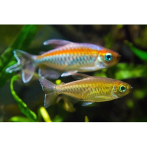Products: Congo Tetra Hollywood Fish Farm Online