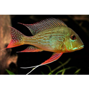 Products: Geophagus Surinamensis Hollywood Fish Farm Online