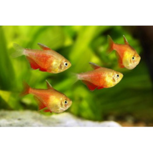 Products: Gold Flame Tetra Hollywood Fish Farm Online