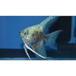 Angelfish Blue Neon/Smokey Hollywood Fish Farm Online