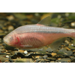 Products: Blind Cave Tetra Hollywood Fish Farm Online