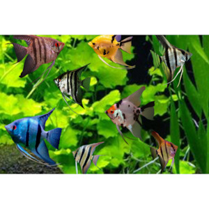 Angelfish Assorted Small Hollywood Fish Farm Online