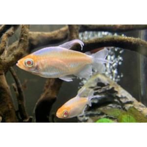 Albino Congo Tetra Hollywood Fish Farm Online
