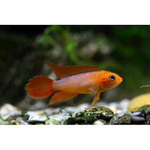 Products: Apistogramma Agassizii 'Gold Fire' Dwarf Cichlid Hollywood Fish Farm Online