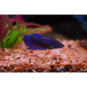 Products: Female Betta Assorted Hollywood Fish Farm Online