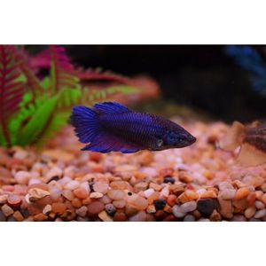 Products: Female Betta Assorted Hollywood Fish Farm Online