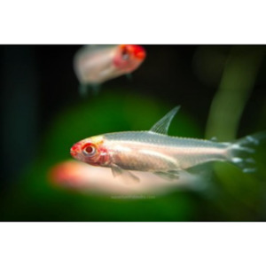 Albino Rummynose Tetra Hollywood Fish Farm Online
