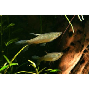 Splash Tetra Hollywood Fish Farm Online
