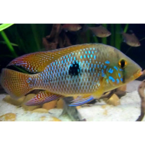 Products: Geophagus Brasiliensis Hollywood Fish Farm Online