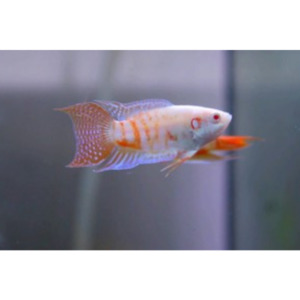 Products: Albino Paradise Fish Hollywood Fish Farm Online