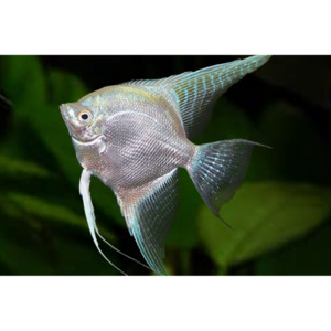 Products: Angelfish Platinum Hollywood Fish Farm Online
