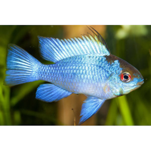 Electric Blue Ram Dwarf Cichlid Hollywood Fish Farm Online