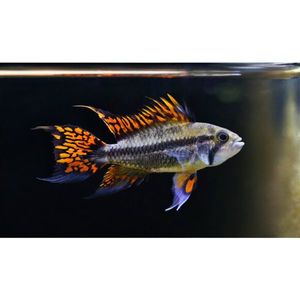 Products: Apistogramma Cacatuoides 'Super Red' Dwarf Cichlid Hollywood Fish Farm Online