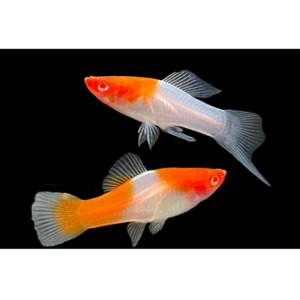 Koi Swordtail Livebearer Hollywood Fish Farm Online