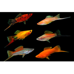 Products: Assorted Swordtail Live Bearer Hollywood Fish Farm Online