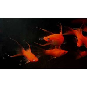 Assorted Hifin/Lyretail Swordtail Livebearer Hollywood Fish Farm Online