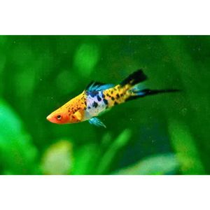 Products: Koi Sanke Swordtail Livebearer Hollywood Fish Farm Online