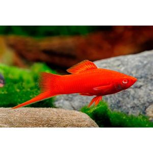 Products: Velvet Red Eye Swordtail Livebearer Hollywood Fish Farm Online