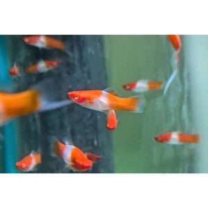 Products: Albino Kohaku Koi Swordtail Livebearer Hollywood Fish Farm Online