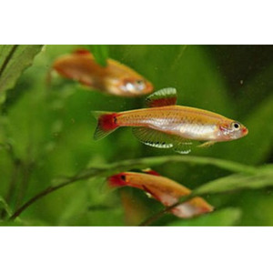 Gold White Cloud Mountain Minnow Hollywood Fish Farm Online