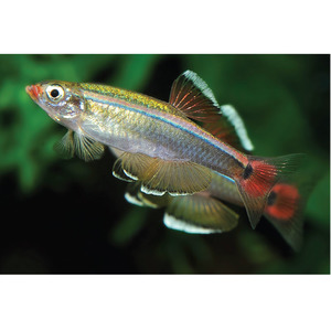 Products: White Cloud Mountain Minnow Hollywood Fish Farm Online