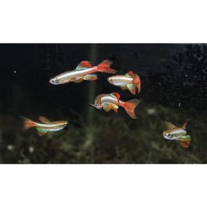 Products: Longfin White Cloud Mountain Minnow Hollywood Fish Farm Online