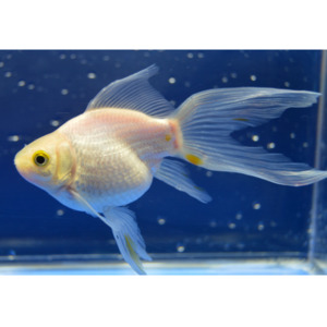 Products: Assorted Nymph Goldfish Hollywood Fish Farm Online