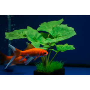 Orange/Red Comet Goldfish Hollywood Fish Farm Online