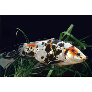 Products: Shubunkin Goldfish Hollywood Fish Farm Online
