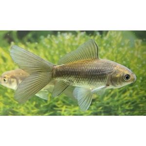 Products: Bronze Shubunkin Goldfish Hollywood Fish Farm Online