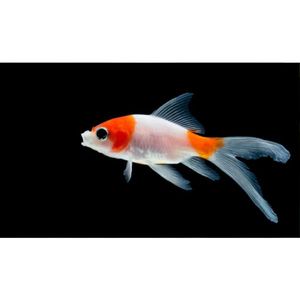 Products: Sarasa Comet Goldfish Hollywood Fish Farm Online