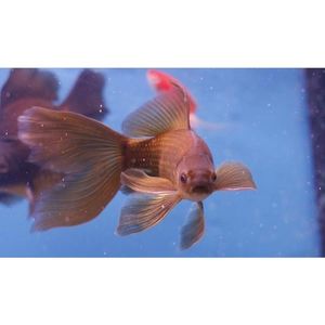 Products: Chocolate Shubunkin Goldfish Hollywood Fish Farm Online