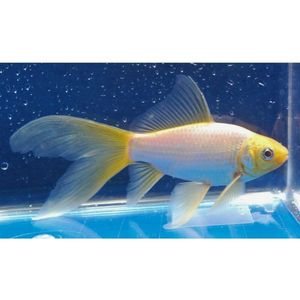 Products: Lemon White Comet Goldfish Hollywood Fish Farm Online