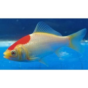 Products: Tancho (Red Head) Comet Goldfish Hollywood Fish Farm Online