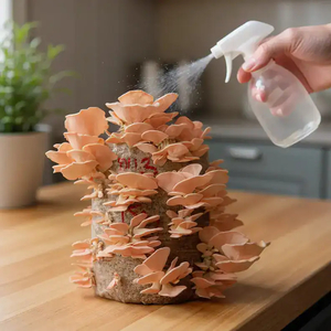Pink Oyster Mushroom Grow Kits